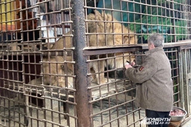 Валерий кормит льва прямо с рук.