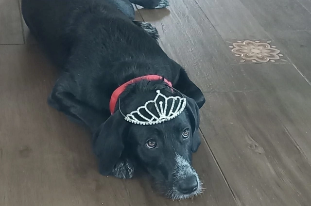 Нам кажется, что благополучие животных - это только про еду и про безопасность. На самом деле это не так. Нашим питомцам важно понимать, что они сами что-то могут, им важно ощущать последствия своих действий, чувствовать социальное взаимодействие.