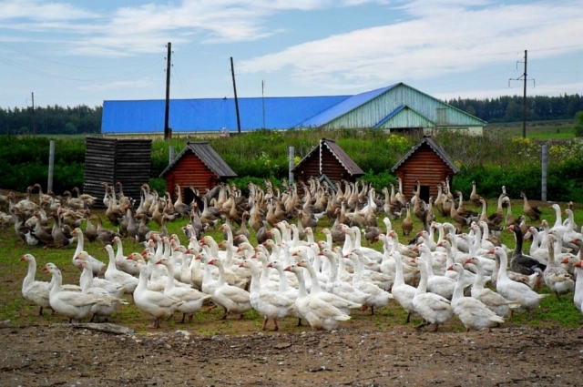 Селекционеры рассказали о сортах картофеля