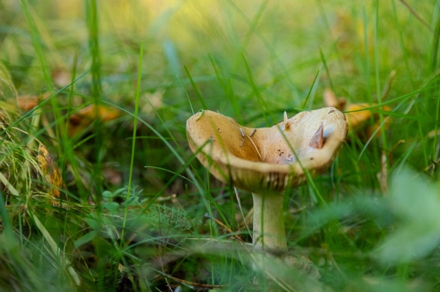 Главная река Урала. Как Чусовая изменила жизнь целого края