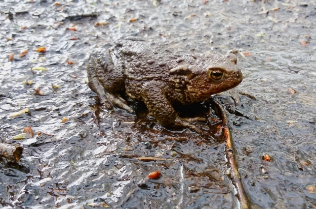 Жабам нужна помощь. Без волонтёров они погибнут под колёсами.