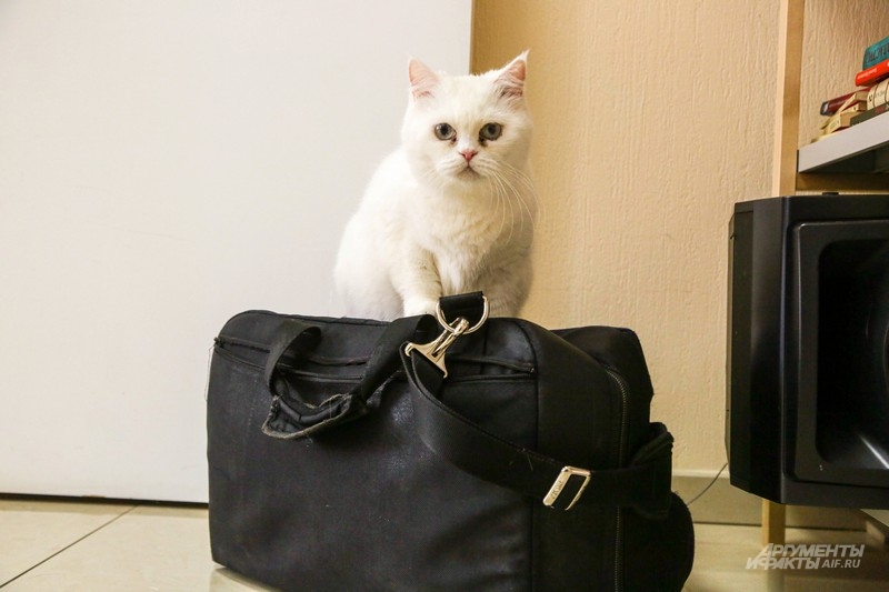 Коты любят сумки