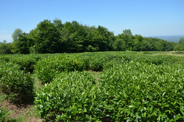Урожай самого северного чая в мире составляет 30-40 ц/га.