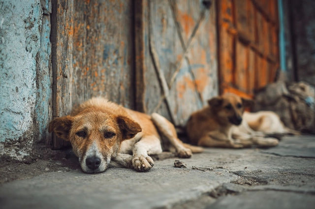 Стаю собак прикормили местные жители.