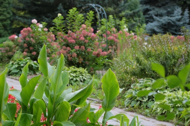 В последнее время в городе активно заменяют однолетние цветники на многолетние.