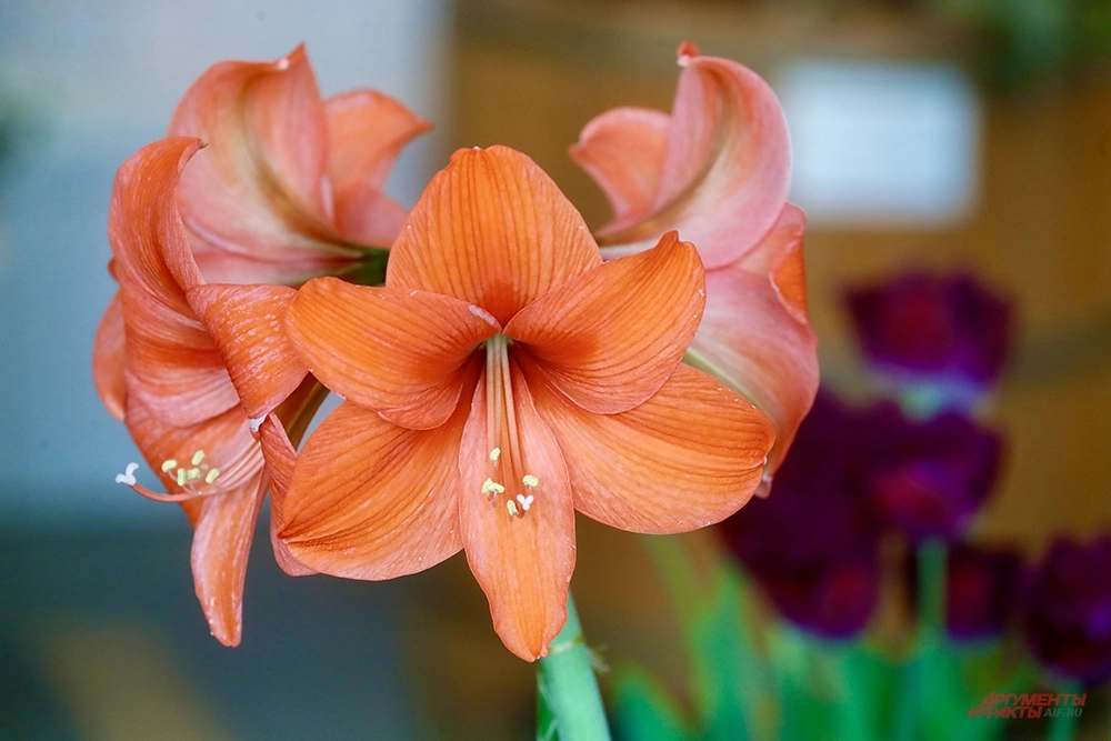 Оранжерейный комплекс в Царицыно.