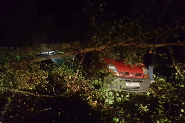 Дерево упало на машину на Куршской косе