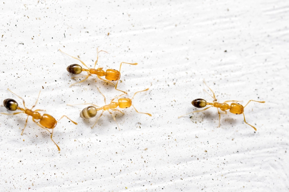 Фараоновы муравьи.