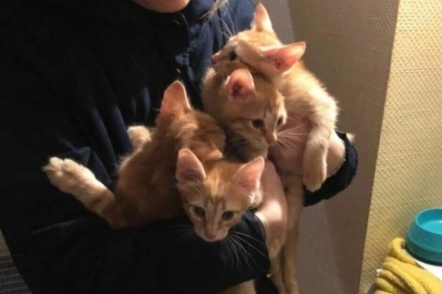 Любимые котики.