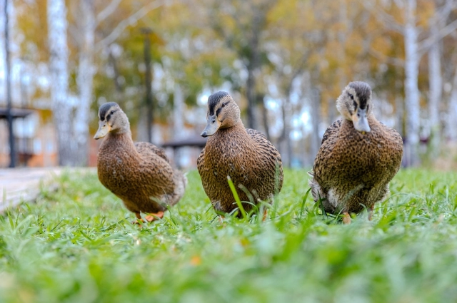 Время, вперёд! В Верхнем Тагиле твёрдо знают, с чего начинается Родина