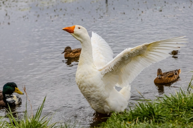 Время, вперёд! В Верхнем Тагиле твёрдо знают, с чего начинается Родина