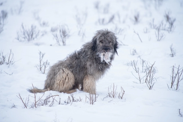 Бездомная собака с кусками шкуры сайгака в пасти.