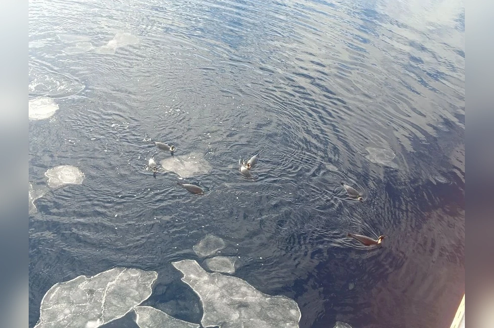  К борту судна нагрянули с визитом императорские пингвины.