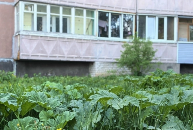 Борщевик Сосновского подступает к жилым домам.