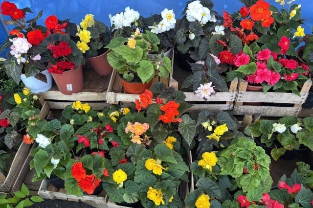 В питомнике много бегоний.