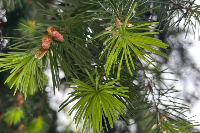 21 декабря на деревьях нет снега или инея - плохая примета.