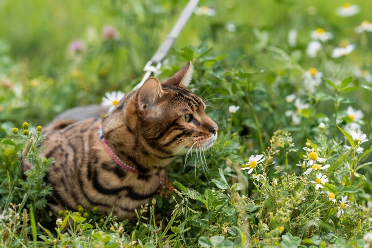Если питомец часто гуляет по участку, лучше выбирать для открытых зон максимально без­о­пасные растения и устойчивые покрытия. 