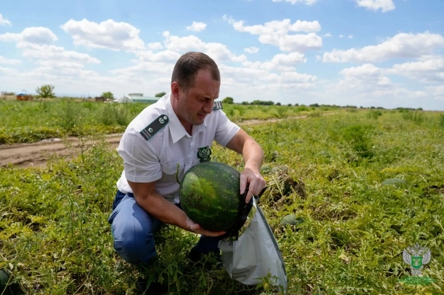 Этот арбуз поедет в лабораторию, для проверки.