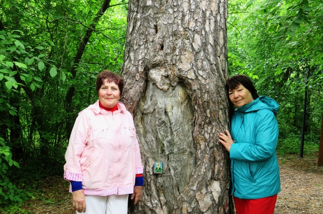 Дерево здоровья. К этому дереву ходили все члены семьи Аксаковых, в том числе и сам писатель, когда бывал там.