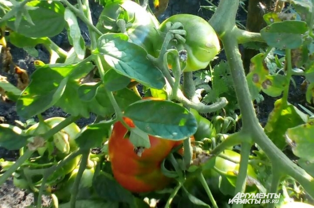 Первый помидор в этом сезоне в саду Светланы Дейнеко.