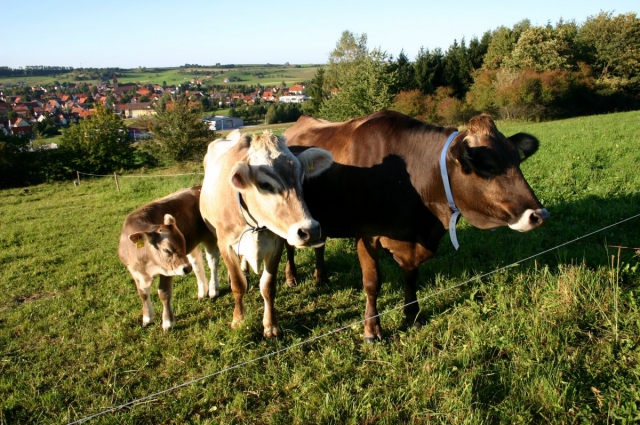 Корова в деревне – это сегодня  экзотика.