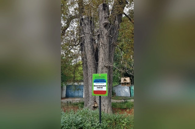 Дерево поразила гниль, вызванная грибками.