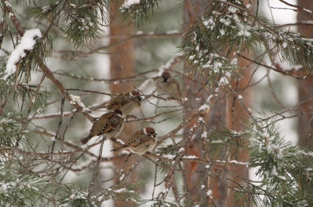 В Красноярском крае распространены 2 вида воробьев