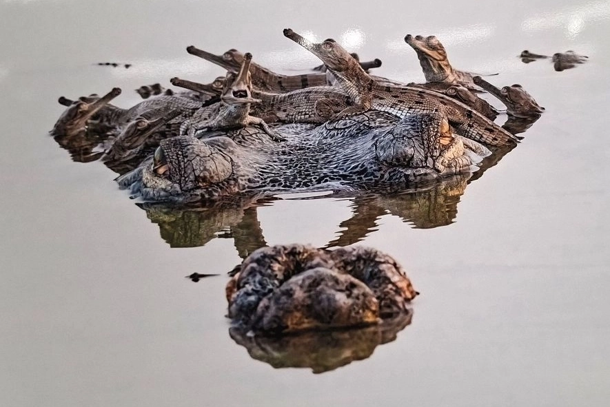 Безопасная платформа. Раджарши Банерджи (Индия). Самец гангского гавиала бережно охраняет выводок детенышей, которые юрко устраиваются у него на теле. Его голова и спина становятся временным транспортом. 