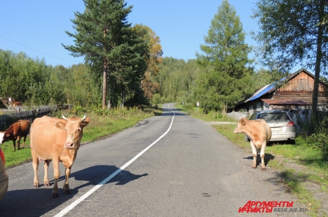 По городским улицам ходят коровы. 