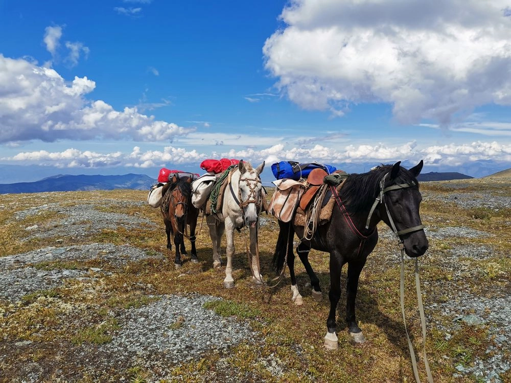 Груз распределен на лошади по бокам и на спине.