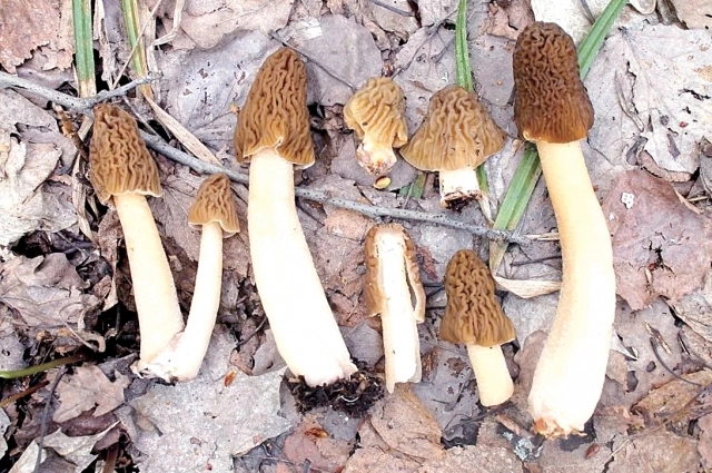 Сморчковая шапочка.