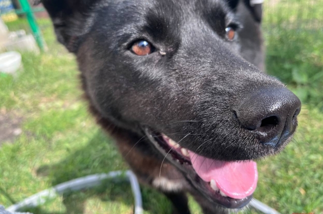 Если собака однажды обожглась горячим бульоном, она годами может избегать этого продукта из-за плохой ассоциации.