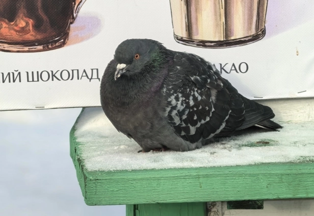 Кажется, у голубей слишком мало 