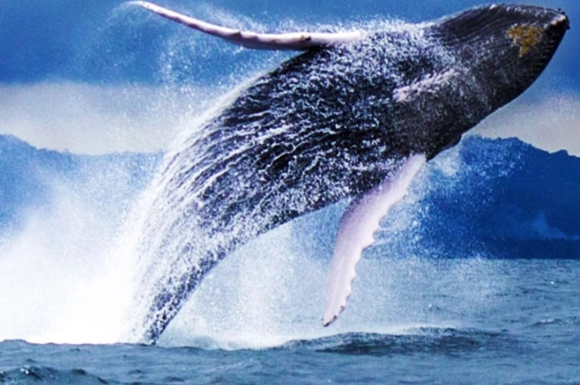 Кит у Шантарских островов