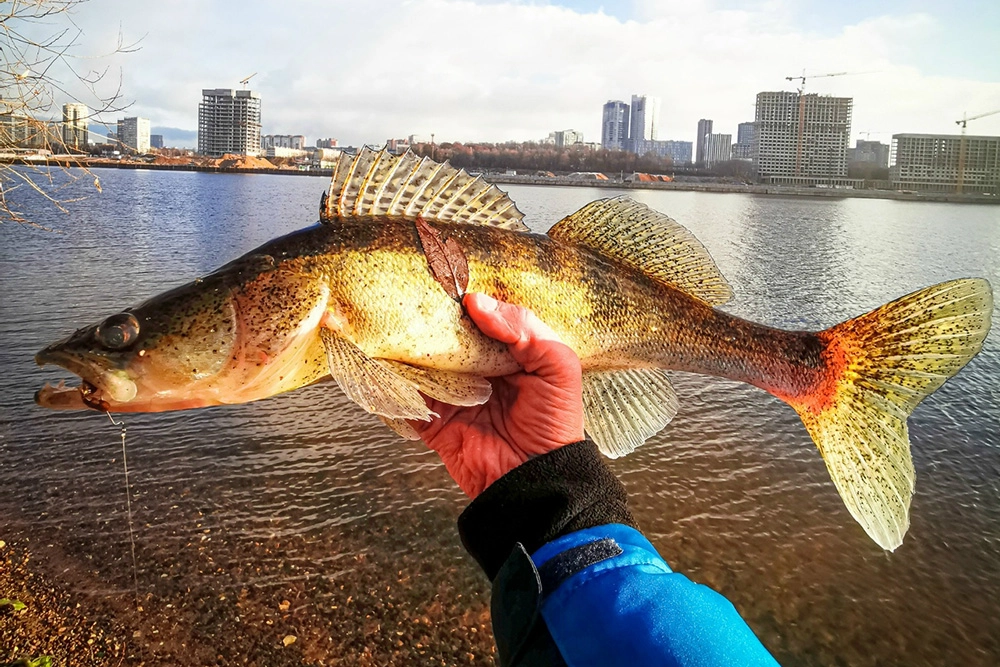 В реках столицы водятся не менее 39 видов рыб.