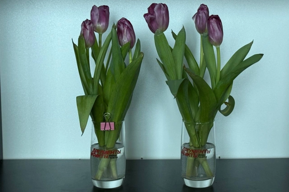 Пятый день эксперимента. Тюльпаны в обоих бокалах почти полностью завяли.