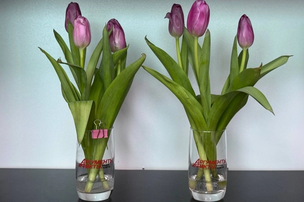Четвёртый день эксперимента. Тюльпаны в бокале слева выглядят хуже.