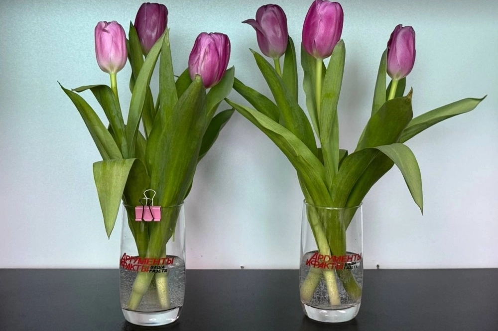 Третий день эксперимента. Тюльпаны в обоих бокалах начинают увядать.