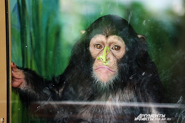 Маленькие шимпанзе ждут новых посетителей, потому что очень любят быть рядом с людьми