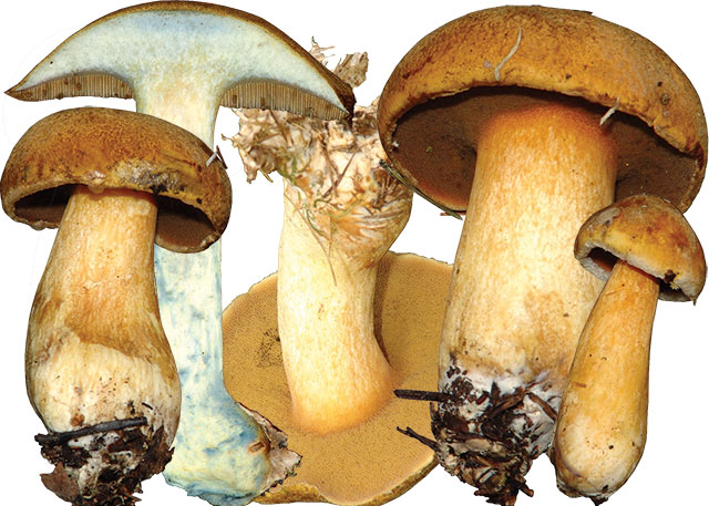 Какие грибы полезнее белые или подосиновики