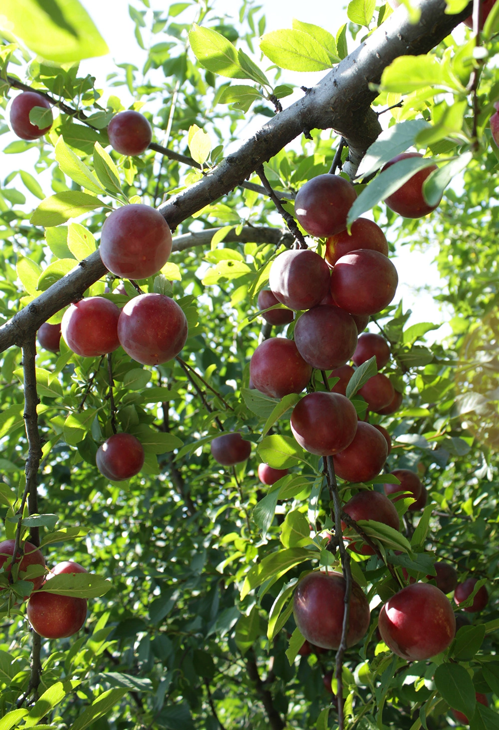 Алыча сорта Глобус.