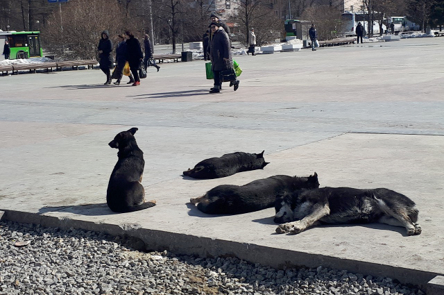 Бродячие собаки в центре Тюмени.