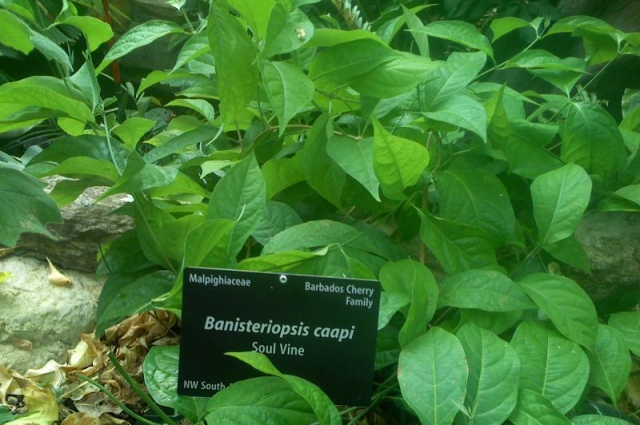 Банистериопсис каапи (лат. Banisteriopsis caapi). 