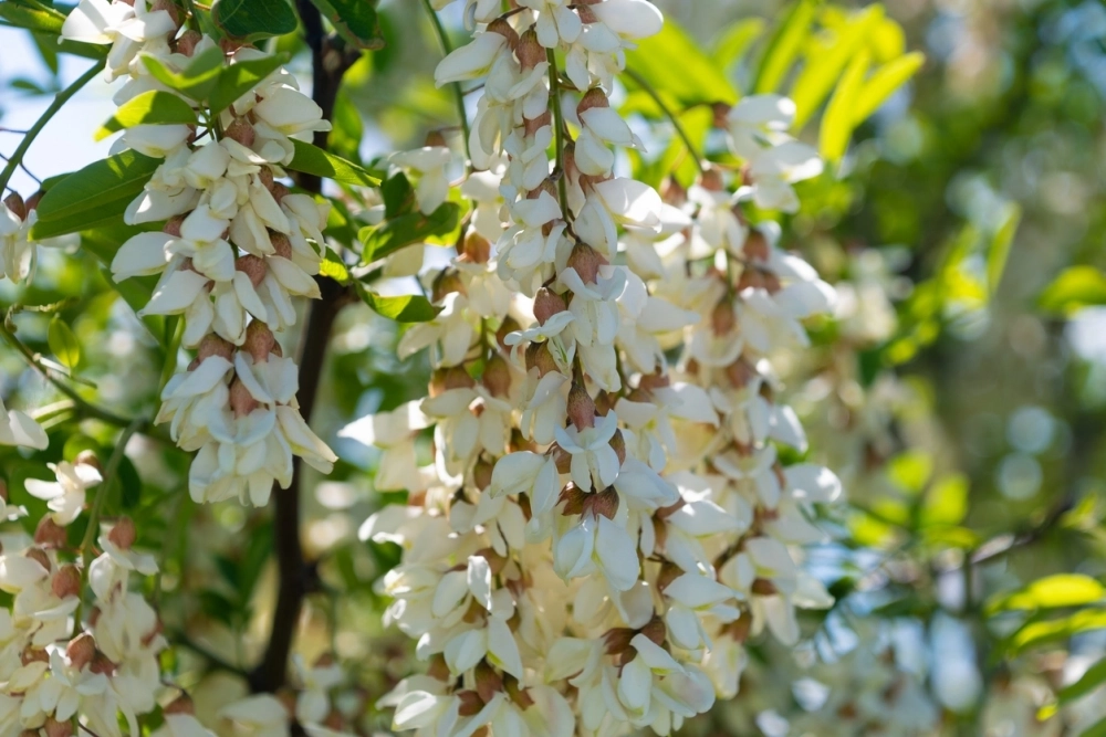 Белая акация.