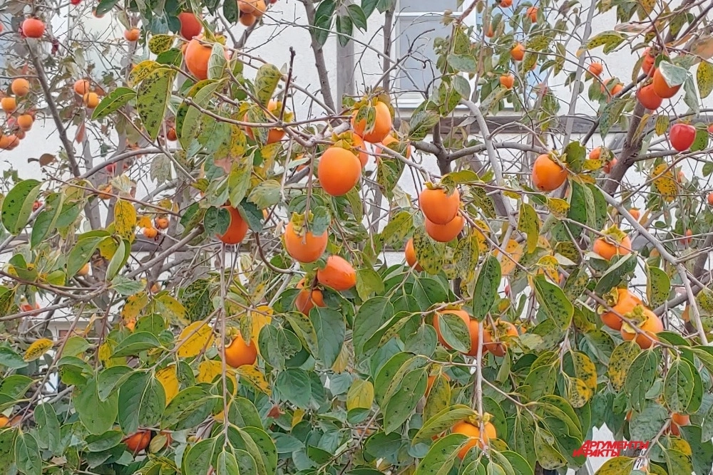 Хурма настолько же привлекательна, насколько коварна.