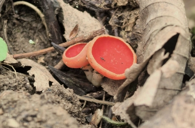 Саркосцифу трудно не заметить на земле.