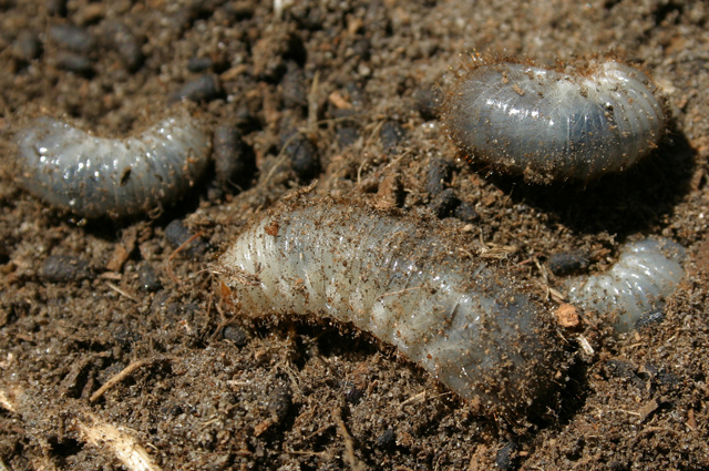 Личинки жуков‑пилюльщиков и  жуков‑навозников.