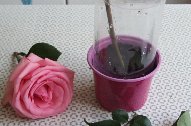Как сделать розу из пластиковых бутылок