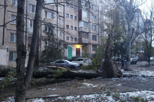 Двор в Симферополе завален упавшими деревьями.
