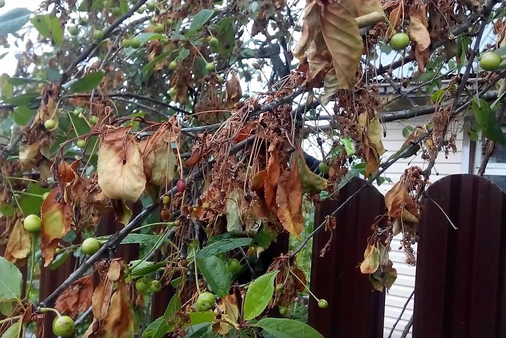 Заболевшее дерево не умирает сразу же.